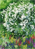 Мечта художника (белые розы) 192х134